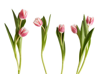 a close-up collection of four delicate pink and white tulips, showcasing their distinct striped petals, vibrant green foliage, and slender stems, isolated on a transparent background.