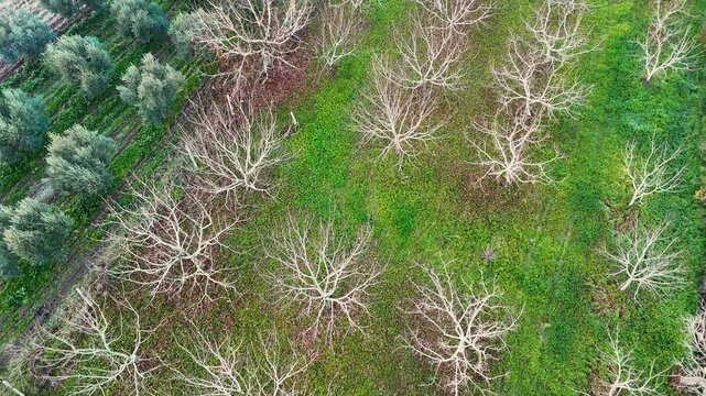 High angle aerial drone view of a dormant winter orchard with bare tree branches contrasting against vibrant green grass. A unique seasonal agricultural landscape from a top perspective.