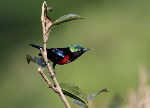 Van Hasselt`s Sunbird male with beautiful colour.Van Hasselt's sunbird, is a species of bird in the family Nectariniidae. It is found in Northeast India, Bangladesh and Southeast Asia. 