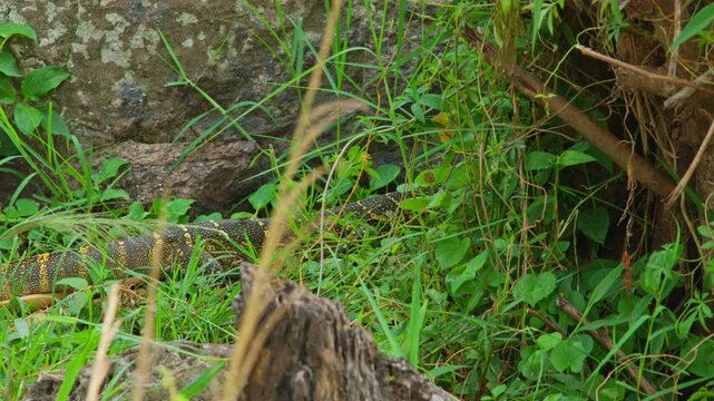 Nile monitor lizard camouflaging in lush green grass and foliage near River Nile, displaying African wildlife and biodiversity in its natural environment within Murchison Falls National Park, Uganda