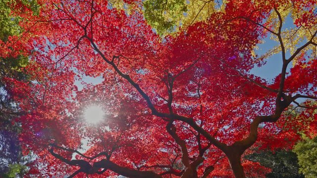 A peaceful close-up of colorful maple leaves moving softly in the wind. Captured the delicate seasonal texture in Tokyo's Rikugien Garden.