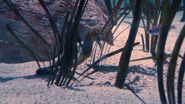 two seahorses engage in a bonding ritual with their tails wrapped together