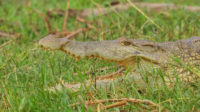 Closeup Of Nile Crocodile Resting In The Grass.