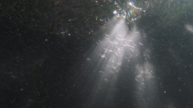 Sun light flickers through the mangrove trees as a school of juvenile Prawns seek protection before returning to the ocean to spawn as adults.