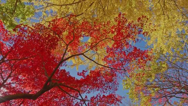 A tranquil close-up of vibrant red and orange maple foliage swaying lightly in the wind. Captured in the serene Rikugien Garden in Tokyo, Japan.