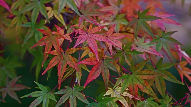 A mesmerizing, close-up view of intricate Japanese maple leaves featuring a brilliant mix of red, orange, and green. A vivid natural pattern of fall.