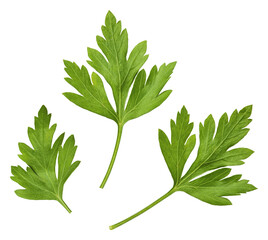 Naklejka premium three intricately detailed parsley leaves, showcasing their fractal patterns and vibrant green hue against a clean transparent background.