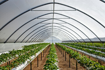 Fototapeta premium Rows of strawberry plants growing in modern greenhouse, hydroponic system supporting cultivation, plastic tunnel structure providing controlled environment for agricultural production
