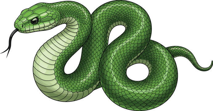 Collection of Realistic Snake Illustrations Featuring Green Pit Viper and Red Banded King Snake Patterns Isolated on White Background for Wildlife Education and Biological Research