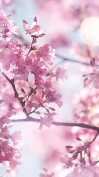 春・風に揺れるピンクの満開の桜の花　キラキラ輝く太陽の日差しと丸ボケ　美しいレンズフレアとゴースト　日本の季節・四季の背景　入学・卒業・新生活・希望・はじまり・花見のイメージ