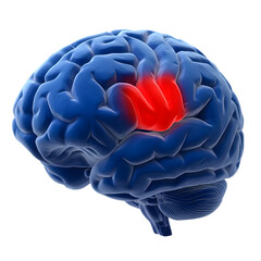 Brain research concept with highlighted mental health area isolated on transparent background