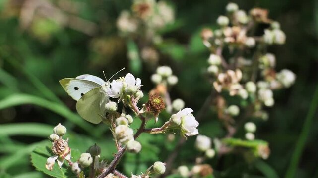Large White Butterfly Feeding on Blackberry Blossom in the Wild