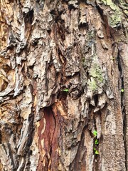 Rough Tree Bark Texture with Green Moss