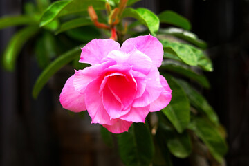 Fototapeta premium Closeup of blooming pink adenium flower