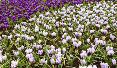 Beautiful spring flowerbed with purple and white crocuses. Natural floral background. City landscaping, park design and comfortable urban environment. Close-up, top view