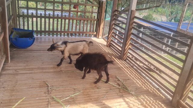 Two goats playfully headbutting each other inside a wooden farm pen in rural setting