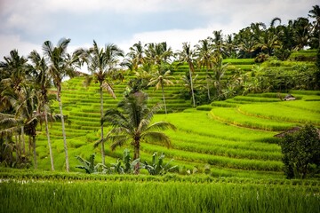 rice fields in thailand