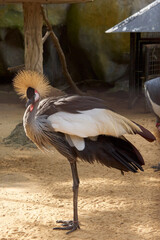 Fototapeta premium adult grey crowned crane with golden crest standing on one leg on sandy surface in zoo, bird with stiff yellow feathers and grey plumage, soft focus with copy space