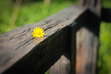 Fototapeta premium Flower