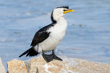 Little Pied Cormorant (Microcarbo melanoleucos), Narooma, NSW, November 2025