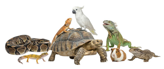 Group of exotic pets: python, leopard gecko, bearded dragon, tortoise, cockatoo, iguana, guinea pig, and lizard isolated on white