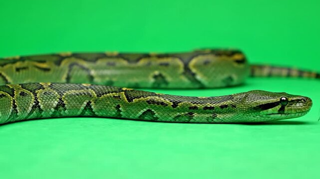 A close-up of a green and yellow snake with forked tongue against a green backdrop