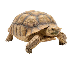 Obraz premium African spurred tortoise with textured shell, brown and tan reptile, isolated on white