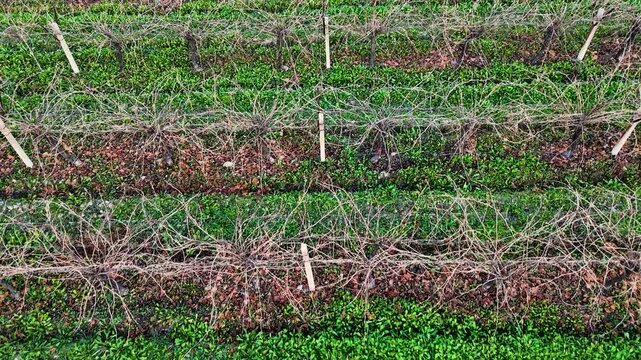 High-angle aerial drone video of a rural vineyard with wooden trellis posts and dormant vines. The textured rows and green grass pathways create an organic geometric farming background view.
