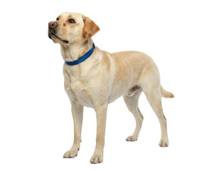 Yellow Labrador Retriever dog standing, looking up, wearing blue collar, isolated on white