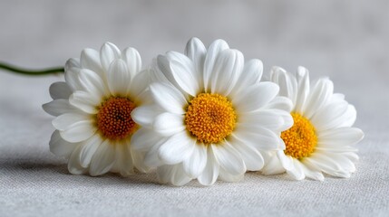 Obraz premium Three White Daisies with Yellow Centers on a Soft Neutral Background Showing a Delicate and Fresh Floral Arrangement Perfect for Nature Lovers