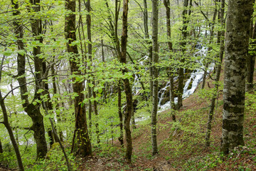 Obraz premium green forest in spring at Plitvice Lakes National Park, in Croatia