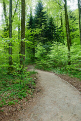 Obraz premium green forest in spring at Plitvice Lakes National Park, in Croatia