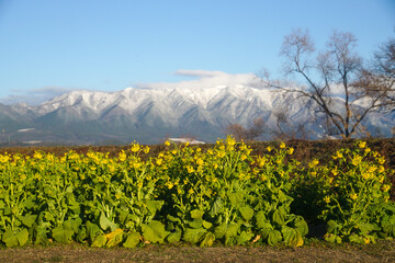 菜の花と比良山系