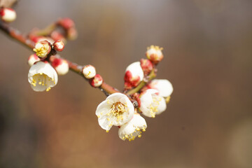 大阪城公園の白梅