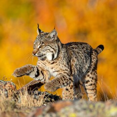 Bobcat strides across rocks with fall foliage backdrop
