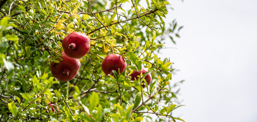 Red pomegranates hanging amid leaves, Bountiful harvest of glossy red pomegranates nestled among lush green leaves and sunlight