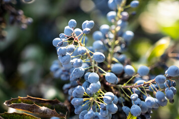Bright grape image, Closeup of vibrant grapes on vine with sunlight, Vivid cluster of blue grapes with detailed macro view and sunlight