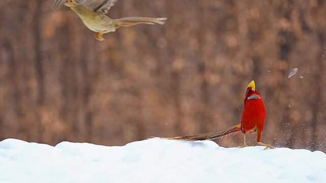 Golden Pheasant Pair Interaction as Female Takes Flight from Snow