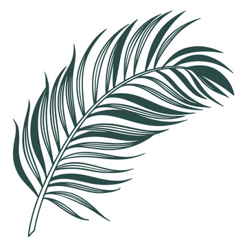 Single green feather illustration