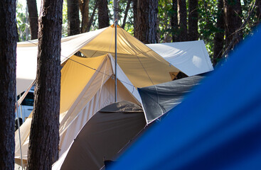 Cozy camping tents pitched in a pine forest, sunlight filtering through trees on campsite, outdoor adventure and travel lifestyle, wilderness glamping in beautiful nature park at morning.