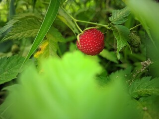 Raspberry in the garden