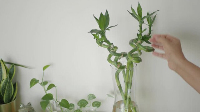 Care and maintenance of a lucky bamboo plant indoors