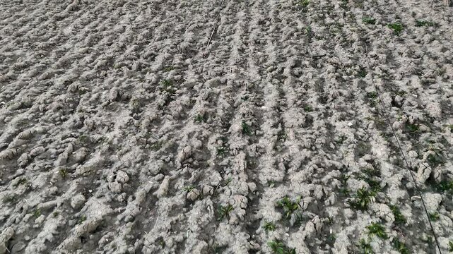 Professional top-down drone video capturing greyish-brown cultivated land with straight agricultural furrows. Intricate natural geometry and soil textures in a remote rural farm environment.