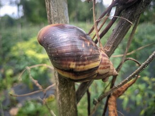 Snail macro photo in the garden