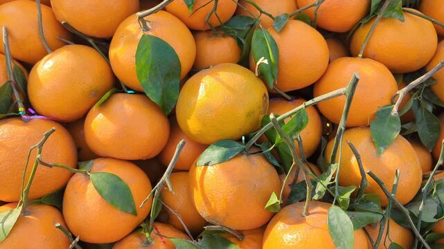 Oranges healthy background video display of freshly picked ripe oranges with green leaves showcasing healthy citrus fruit ready for consumption