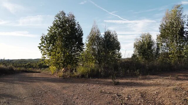 Close up view of a quiet eucalyptus grove stands among dry fields, with soft sunlight touching the leaves and creating a warm, relaxing atmosphere filled with natural textures