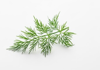 Vibrant green dill frond isolated on a clean white surface, showcasing delicate feathery texture and organic freshness for cooking ingredients, white background, vegetable, vertical