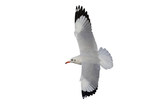 Beautiful seagull flying isolated on transparent background.	