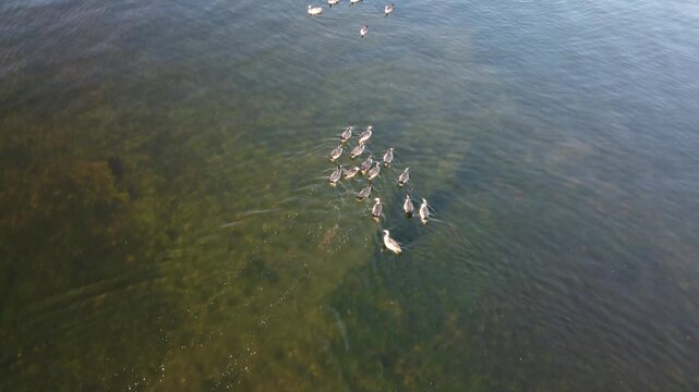 Aerial View of Geese Flying Over Lake in Bemidji Minnesota
