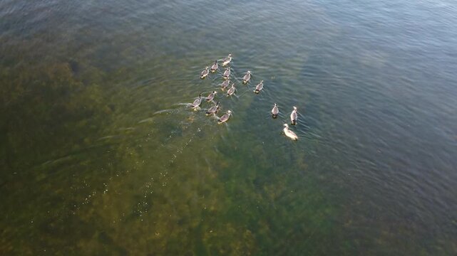 Aerial View of Geese Flying Over Lake in Bemidji Minnesota